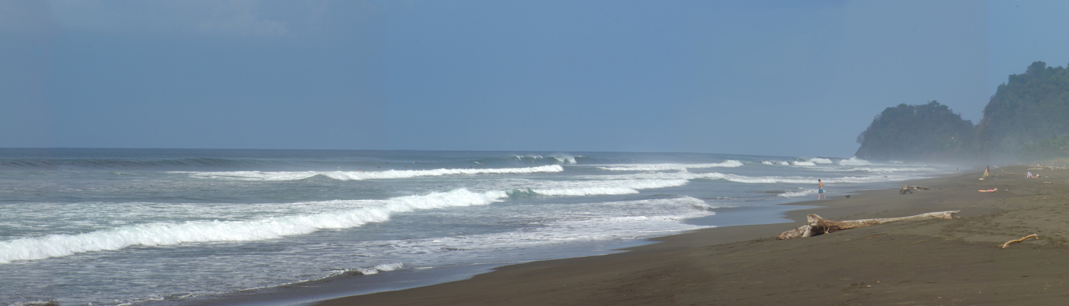 Beach Photo Hermosa Tree - Bill Bleich